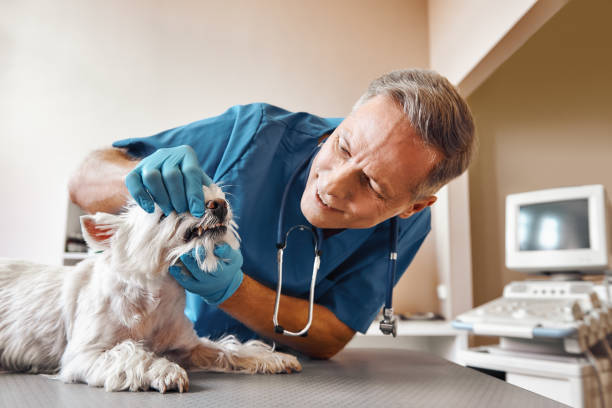 Best Dental Abscess Treatment in Platteville, CO